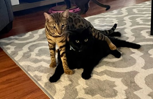 bengal cat playing wiht black cat